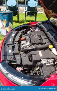 C4 Cactus